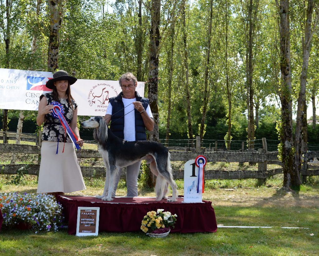 Mawdja Azad - Champion de France vétéran le 15/7/2017 M Ch Goshadedel