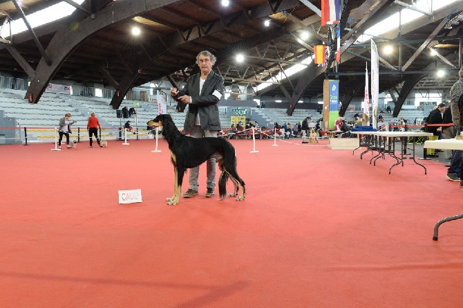 Mawdja Azad - poitiers 23/10/2016  Alishamar meyssan CACCACIB  BOB