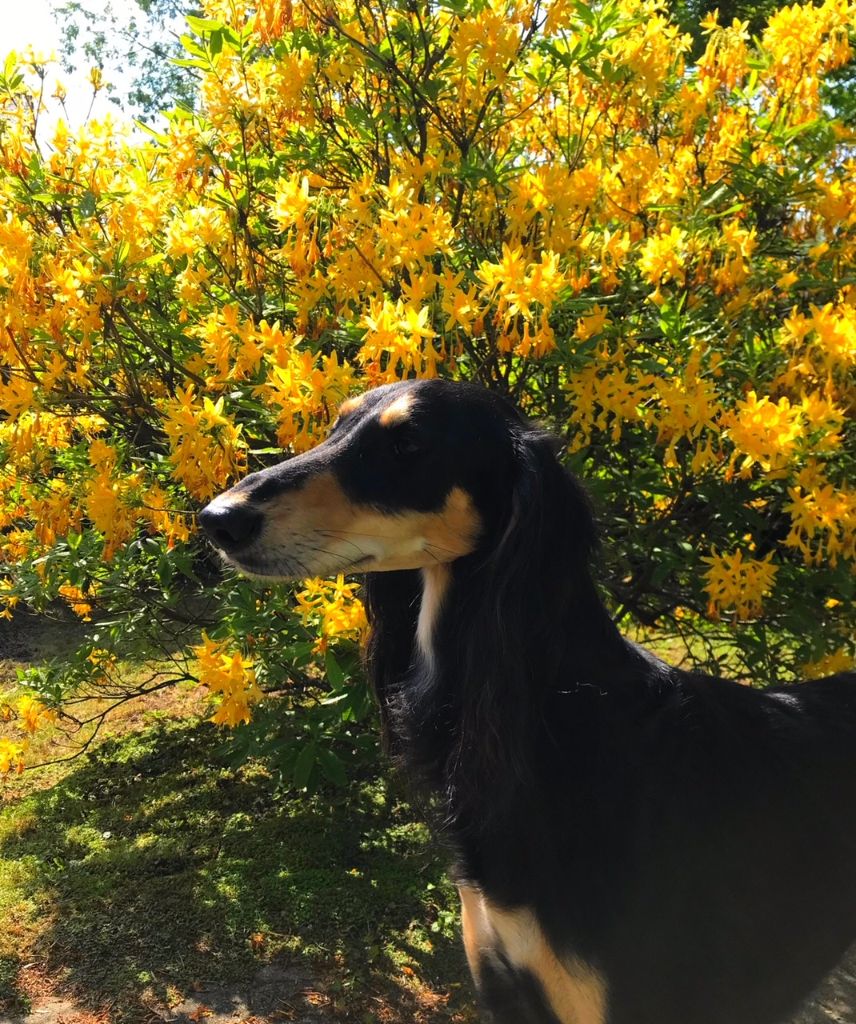 Mawdja Azad - Meyssan  Rennes le 13/5/2018 CACIB BOS