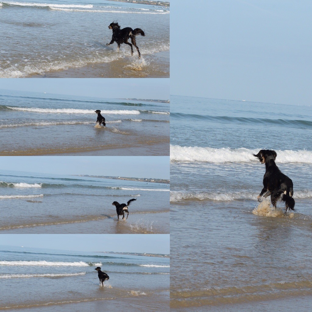 Mawdja Azad - Un saluki heureux est un saluki libre